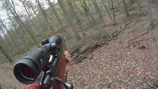 Schmalreh erlegt auf Drückjagd in RLP mit Sauer 80 in 30-06 (Roe deer shot on driven hunt, 30-06)