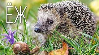 Hedgehog: A prickly forest ball with a character | Interesting facts about hedgehogs