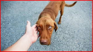 Fremde Hunde kommen oft auf dich zu? Das ist der Grund!