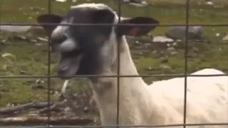 Taylor Swift - I knew you were trouble Ft. Screaming goat