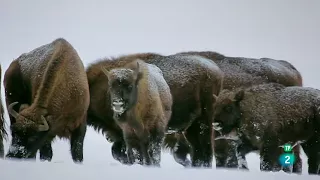 Grandes Documentales   Las Montañas del lobo