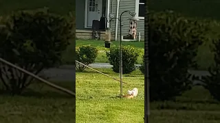 Squirrel Proof Bird Feeder with a Slinky: White Squirrel dinner