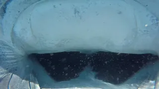 Whale Shark Close Up: Into the Belly