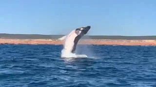 Whale Breach Next to Boat || ViralHog