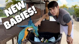 NEW PARROT BABIES!! Ayaw pa maging magulang nila Kelly at Bruno (BLUE AND GOLD MACAW) | Murillo Bros