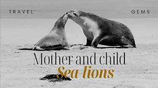[4K] Mother and child Australian sea-lions 🔴 Kangaroo Island