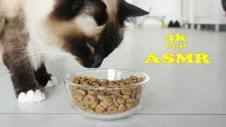 ASMR - CAT eats and makes sounds