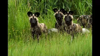 The pack wild dogs