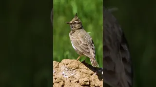 Crested Lark | Хохлатый жаворонок | Haubenlerche | Galerida cristata