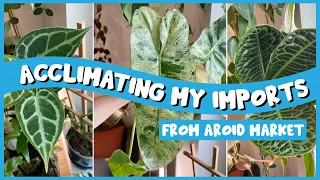 Acclimating My IMPORTS! | Tips & Tricks to Help Your Imports Survive