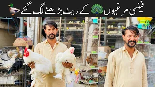 College Road Birds Market Rawalpindi | Pigeons, Fancy Hens, Pigeons, Parrots, Love birds prices