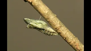 Black Swallowtail Caterpillar Pupating Time Lapse