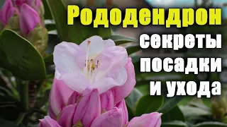 Рододендрон, как ухаживать? Секреты посадки и выращивания. Азалия уход.