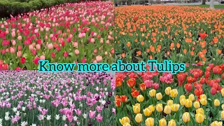 The Canadian Tulip’s Festival in Ottawa/Interesting Facts about Tulips