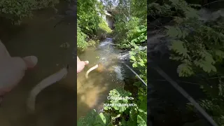 Рибалка в гірській водоймі, форель