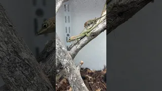 It’s munch time for the baby anoles! #HerpTime #reptile #lizard #anole #asmr #satisfying