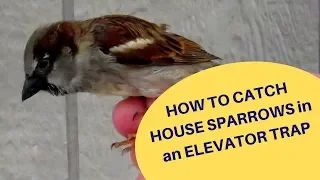 How to Catch House Sparrows in a Repeating Elevator Trap 2019