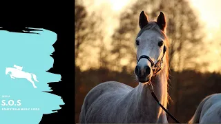 S.O.S || Equestrian Music Video #4k