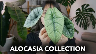 ✨My ALOCASIA Collection 2023 ✨