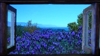 Lavender Hillside Window View - Relaxing Video!