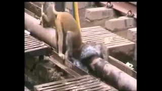 A FRIEND IN NEED IS A FRIEND INDEED, MONKEY AT TRAIN STATION SAVES DYING FRIEND'S LIFE