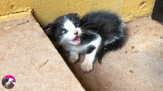 I rescued a ferocious street kitten because it was dangerous