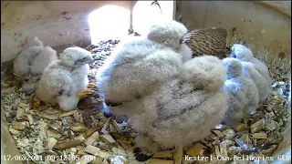 ~Kestrel nesting box - Pustułki - Karmienia 6 piskląt 🐥🐥🐥🐥🐥🐥 ~ Germany