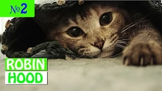 ПРИКОЛЫ 2017 с животными. Смешные Коты, Собаки, Попугаи // Funny Dogs Cats Compilation. Январь №2