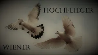 The beauty of Vienna Highflyer Pigeons  / Die Schönheit der Wiener Hochflug Tauben