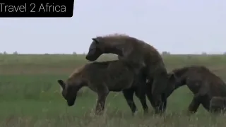 "Rare Footage: Witness Three Spotted Hyenas Mating in the Wild!"