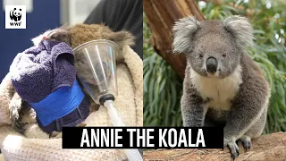 Annie the Koala's Recovery After the Australian Bushfires 🐨 WWF-Australia