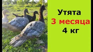 Утята мускусной утки, индоутки .Содержание, кормление.    Muscovy ducklings.  Maintenance, feeding.