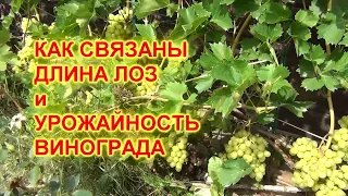 Как связаны длина лоз и урожайность винограда