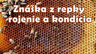 178. Ako sú na tom moje včelstvá - znáška z repky, rojenie a kondícia