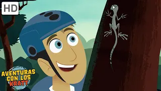 Criaturas de árboles | Monos, pájaros + más! [episodios completos] Aventuras con los Kratt