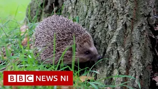 Have you any hedgehogs in your garden?