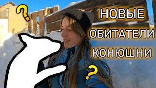 Знакомимся с малышами! | Почему не езжу верхом на своём коне? VLOG