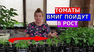 Чем полить рассаду если она плохо растет