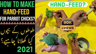 How to Hand-Feed Parrot Chicks?|How to Make Hand-Feeding Formula for parrot Chicks?|Tips & info 2021