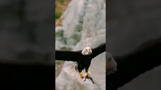 EAGLE vs FALCON - Who Would WIN This Fight