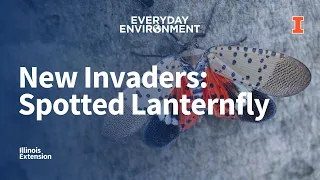 New Invaders: Spotted Lanternfly (Everyday Environment Webinar Series)