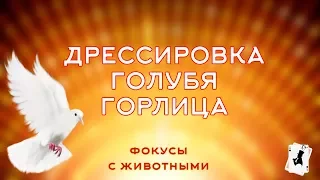 Как правильно дрессировать голубя Горлица.