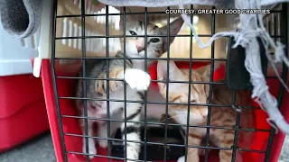 Paws Across Pacific: Historic animal rescue flight provides hundreds of Hawaii shelter animals with