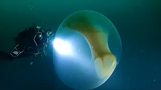 Divers Encounter Giant Squid Egg