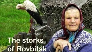 The storks of Rovbitsk | Film Studio Aves