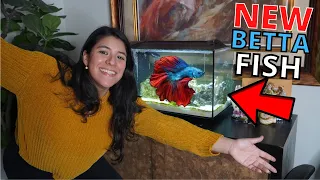 I Bought My Girlfriend her DREAM BETTA FISH!