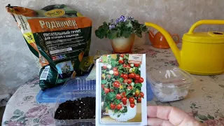 Посев томата Пиноккио на рассаду.Томат в комнате и огороде в 2018