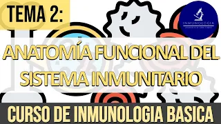 Anatomía Funcional del Sistema Inmune: Hematopoyesis, Órganos linfoides, Sistema Linfático.