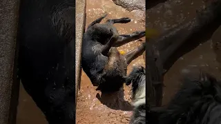 Black Lab Gets Messy in Mud Bath || ViralHog