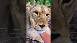 big cat chin scratches & boops and the amazing 😍😍🌷🐯